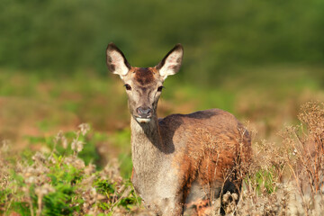 Portrait of a curious red deer female standing in grass in autumn