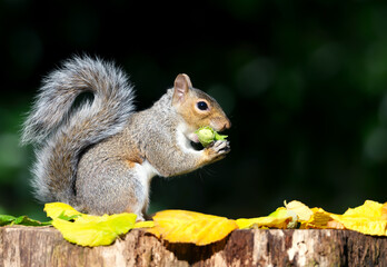 Portrait of a grey squirrel eating green hazelnuts on a tree stump