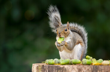 Portrait of a grey squirrel eating acorn on a tree stump in autumn
