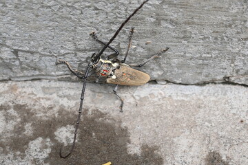 Batocera rufomaculataIt. It is a species of long horn beetle in the family Cerambycidae.
This...