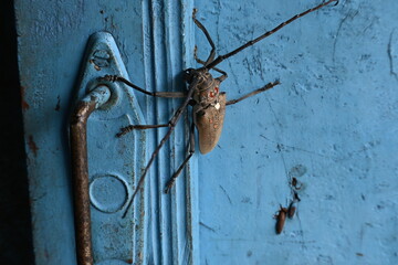 Batocera rufomaculataIt. It is a species of long horn beetle in the family Cerambycidae.
This...