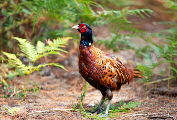 Portrait of a male common pheasant standing in the meadow