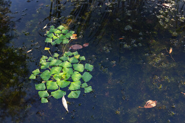 Fresh green leaves of a plant floating on the surface.
