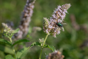 Green fly on wild mint.
