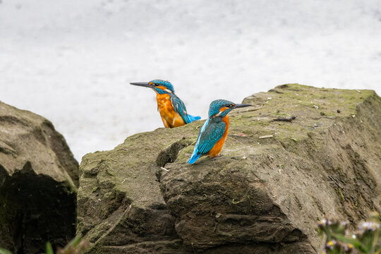 Close up of a pair of Kingfishers perched on rock at waters edge looking in opposite directions on the River Neet in Devon.