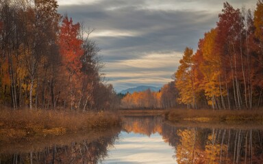 Fototapeta premium autumn in the forest