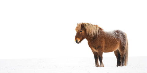 PNG  Icelandic horse outdoors standing animal.