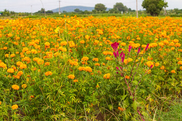 Beautiful field with yellow marigold flowers.