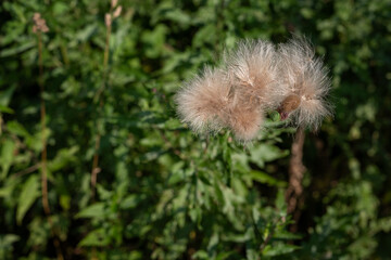 Fine tufts of thistle on a plant.