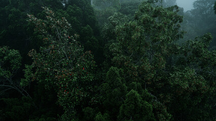 An aerial view or canopy tree top view of rainforest greenery ecosystem, concept of sustainable, conservation and environmental background. ecology exploration of earth, biodiversity and oxygen.