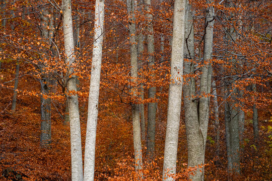 This photograph showcases tall birch trees adorned with vibrant orange leaves, representing the quintessential beauty of autumn, where nature displays its seasonal transformation in full splendor in 