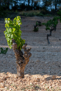 A young grape vine with fresh green leaves grows from dry, rocky soil, emphasizing the resilience and hardiness of grape plants in challenging conditions in Penedes Spain
