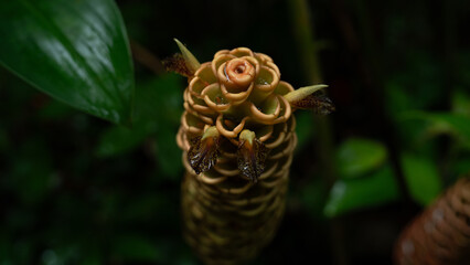 Close up of Zingiber spectabile flower in rainforest or Asian country, flora and fauna jungle concept, Flower in Penang hill, The habitat ecosystem.