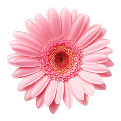 PNG Gerbera flower petal daisy plant.