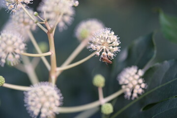 Fatsia japonica plant flower umbel with bee insect 