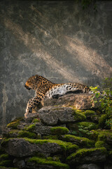 Amur leopard in the zoo © Pjotrs