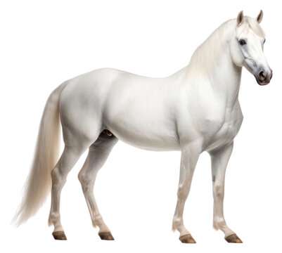 PNG White hourse stallion standing animal.