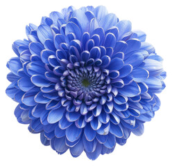 Obraz premium PNG Blue Chrysanthemum flower chrysanths dahlia.