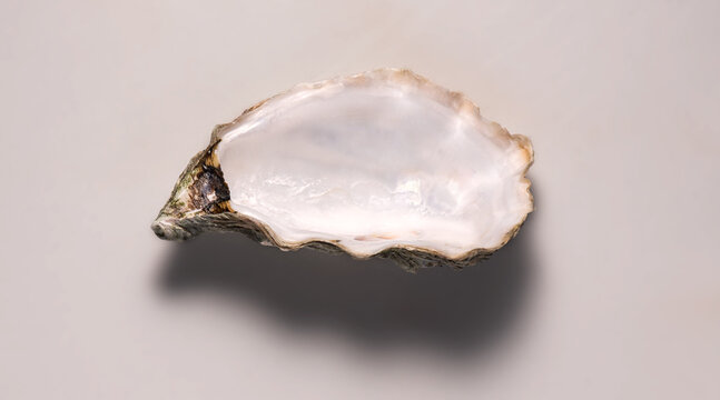 One open oyster shell on grey background, Nacre. Macro shot of empty french Fine de Claire oyster, close up. Gourmet food. Top view. Seafood. Macro shot, flat lay 