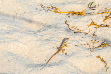 Caribbean lizard reptile on the beach sand in Mexico.