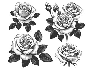 Set of various roses and leaves, tattoo design, elegance and beauty of classic floral designs sketch engraving generative ai vector illustration. Scratch board imitation. Black and white image