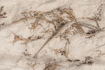 Caribbean lizard reptile on the beach sand in Mexico.