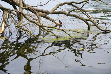 Bird resting on tree roots by the water