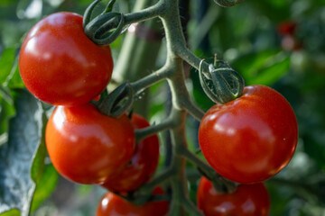 Blushing bush tomatoes on the plant.
