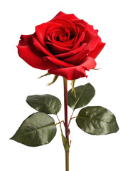 Fototapeta premium PNG Flower plant rose inflorescence.