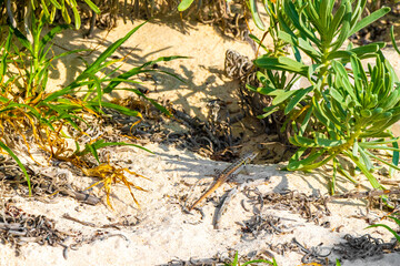 Caribbean lizard reptile on the beach sand in Mexico.