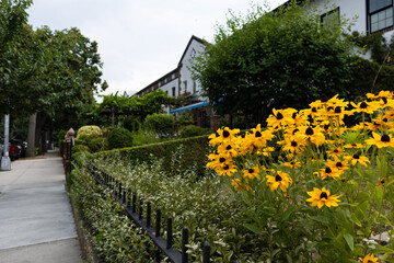 Beautiful Yellow Flowers along a Sidewalk in Astoria Queens of New York City with Old Homes during Summer