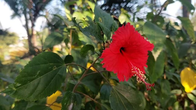 red fower, red poppy in the wind, flower and wind