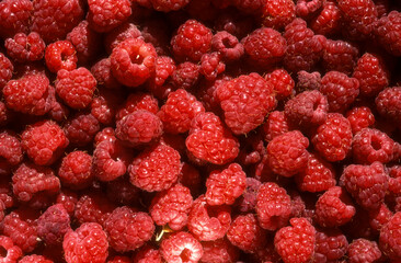 Rubus idaeus, Framboisier, Framboise