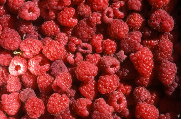 Rubus idaeus, Framboisier, Framboise