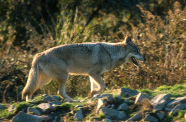 Fototapeta premium Loup, Canis lupus