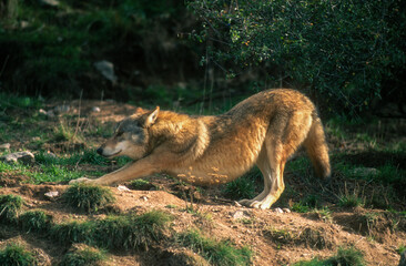 Loup, Canis lupus