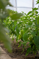 Green pepper on a plant in a greenhouse.
