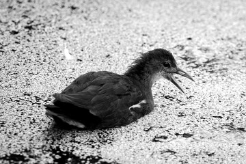 moorhen black and white