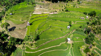 Lush green rice terrace field with palm tree and rain forest tropical jungle plantation at East Bali Indonesia