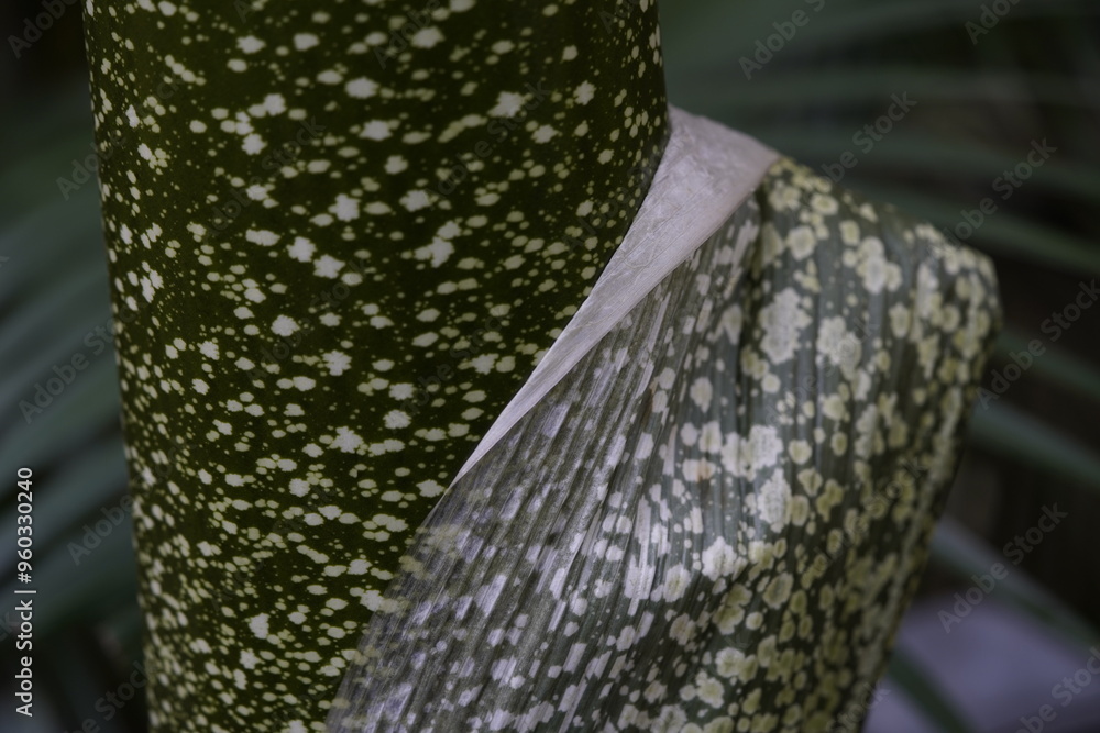 Wall mural Amorphophallus titanum, the titan arum, is a flowering plant in the family Araceae. It has the largest unbranched inflorescence in the world. Hanover Berggarten, Germany.