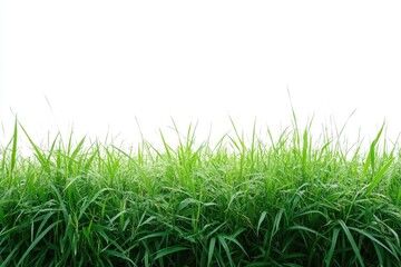 Fototapeta premium A lush green grass border on a white background. Use this image to create a fresh and natural look for your design.