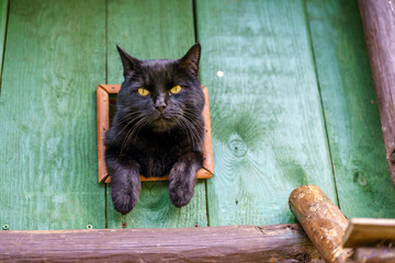 A black cat sitting in a wooden window and looking around  © Andrzej