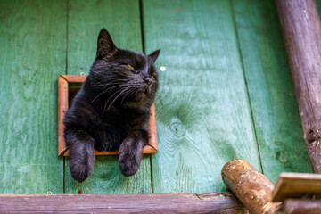 A black cat sitting in a wooden window and looking around  © Andrzej