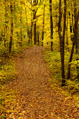 The leaf-covered trail climbs the heavily forested hillside within the Pike Lake Unit, Kettle Moraine State Forest, Hartford, Wisconsin in mid-October