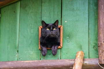 A black cat sitting in a wooden window and looking around  © Andrzej
