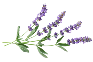 A close-up view of vibrant lavender flowers with green leaves, ideal for relaxation and nature-themed projects.
