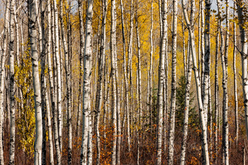 Obraz premium The colors of the distant autumn aspen leaves provide add color and contrast to the aspen trunks along Hwy 51 near Harshaw, Wisconsin in mid-October