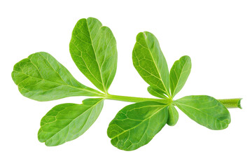 A vibrant green leaf showcasing intricate details, perfect for nature-themed projects and designs.
