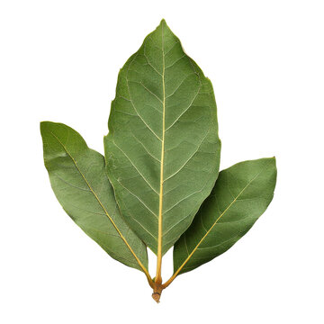 A vibrant green bay leaf showcasing natural texture and color, perfect for culinary, herbal, or botanical themed projects.
