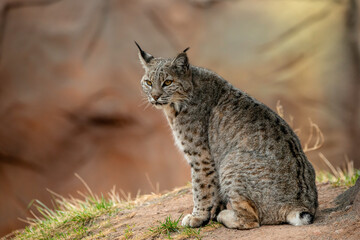 Bobcat